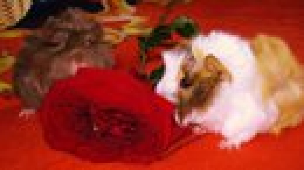 4 süße meerschweinchen abzugeben - Nagetiere - München