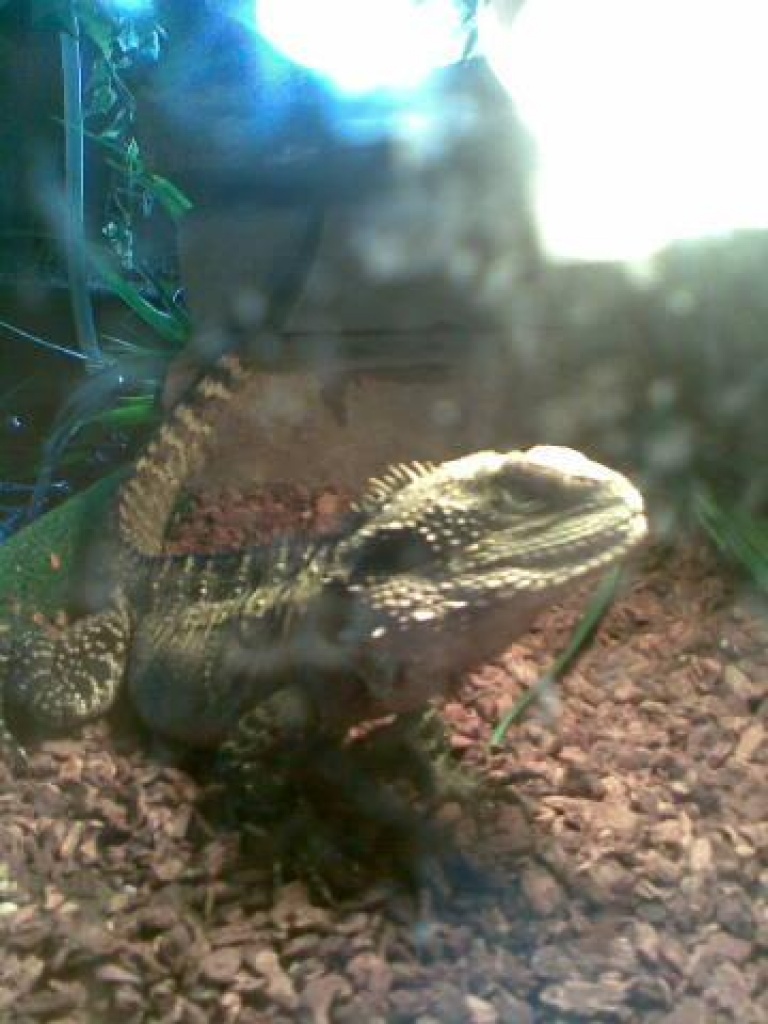 Suche Australisches Wasseragamen Weibchen - Reptilien - Siegen