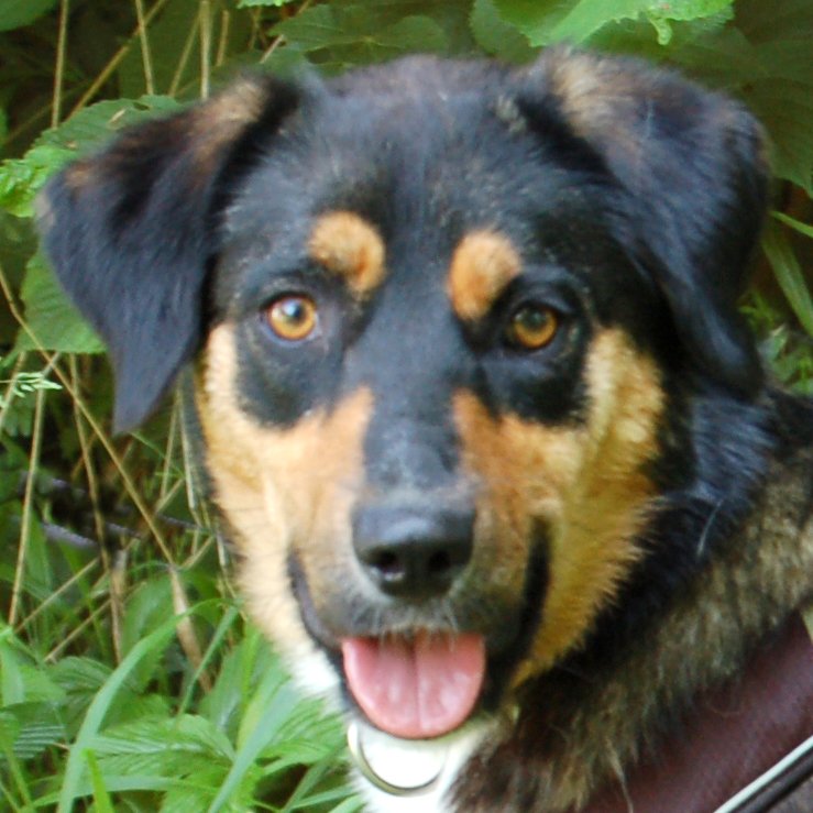 WILHELMINCHEN - weiblich  1 Jahr  51 cm  19 kg  Mix  Gechipt  Kastriert - Hunde - Lauf an der Pegnitz