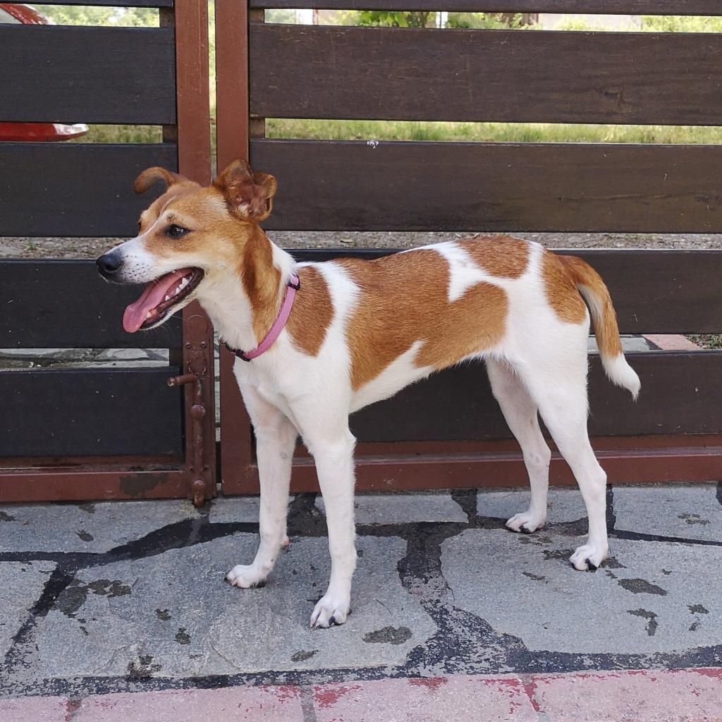 Pippa - eine kleine aufgeweckte Maus - Hunde - Krefeld