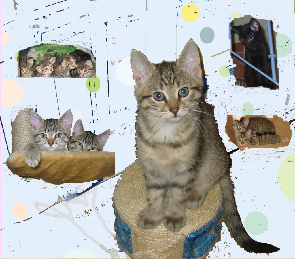 Norwegische - Waldkatzen – Mix - Kinder suchen ein neues Zuhause! - Katzen - Wonsheim