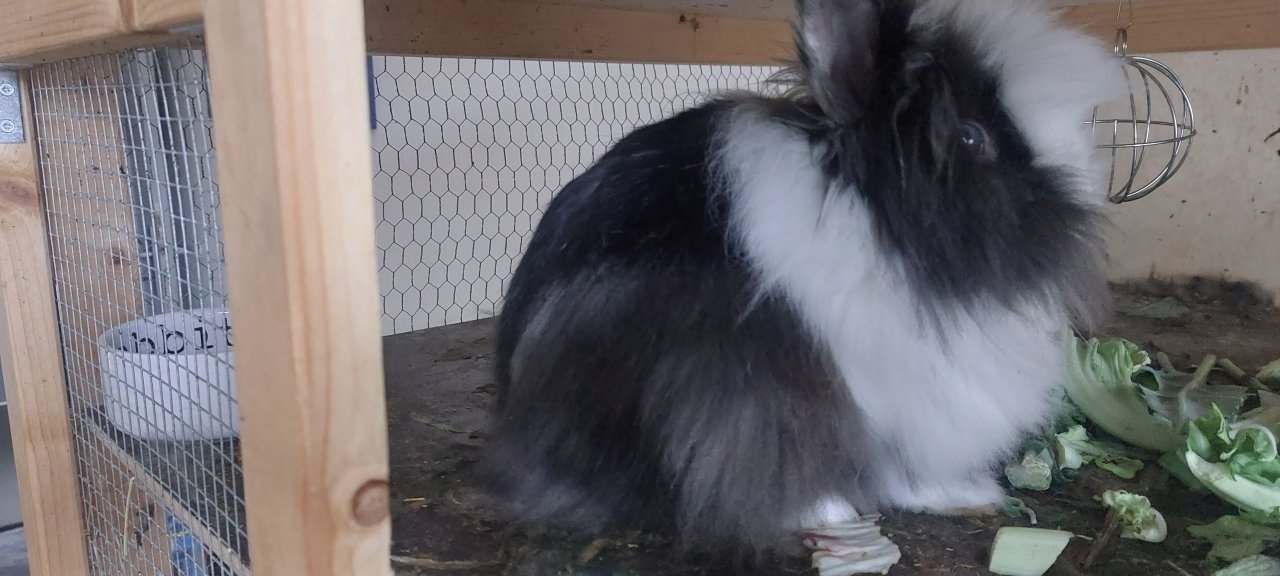 2 Kaninchen, mänl. + weibl. - Nagetiere - Bruchsal