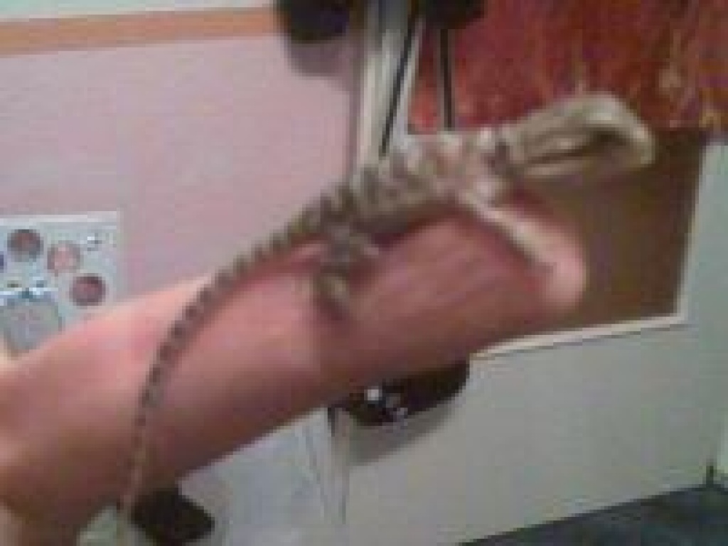 Bartagamenbabys abzugeben - Reptilien - Berlin