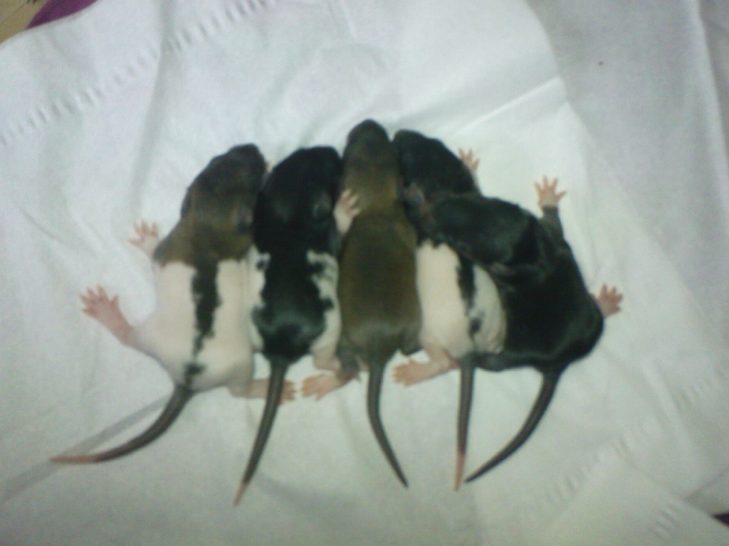 Rattenbabys - Nagetiere - Karlsruhe