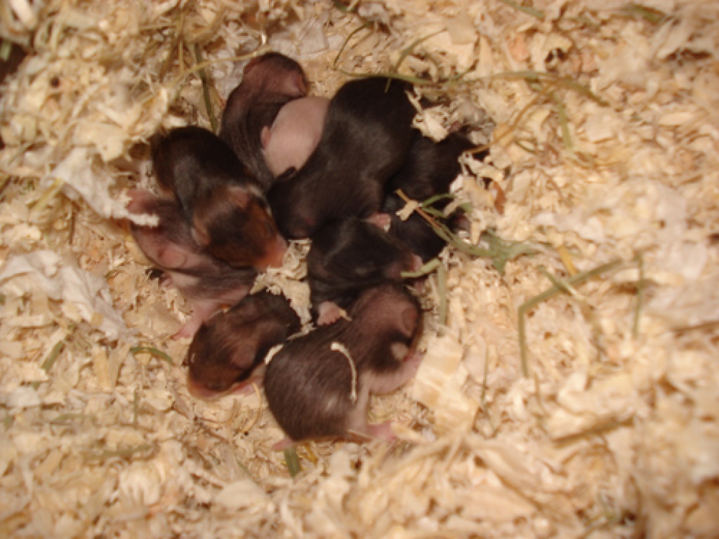 Hamsterbabys ab Mitte Februar abzugeben - Nagetiere - Blieskastel