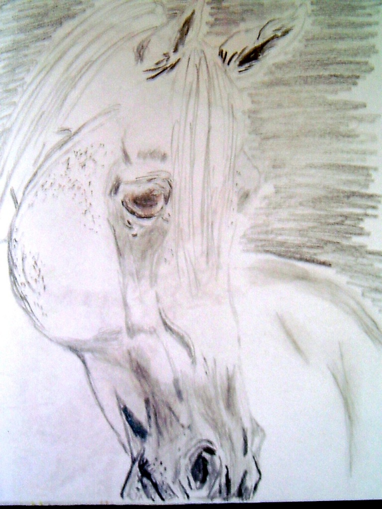 Kein Weihnachtsgeschenk?Da hab ich die Idee!!!! - Pferde - Rottenburg an der Laaber