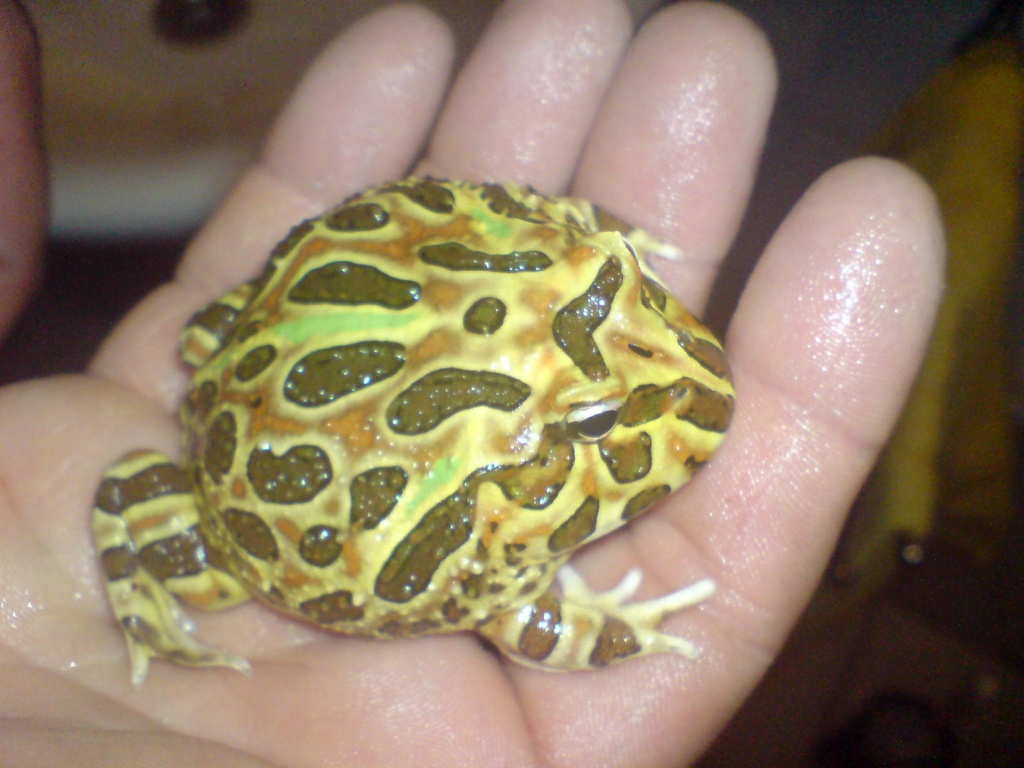 Schmuckhornfrosch multicolor mit Exoterra-Becken - Amphibien - Gevelsberg