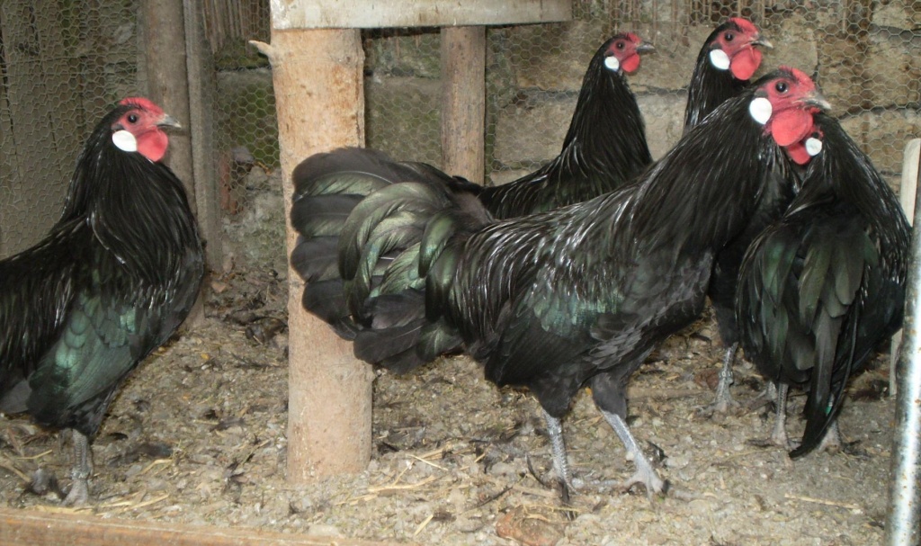 Zwerg Rheinländer schwarz - Tierboersen - Distelhausen