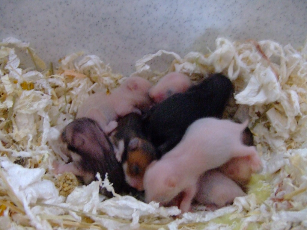 Goldhamsterbabys abzugeben - Nagetiere - Gelsenkirchen