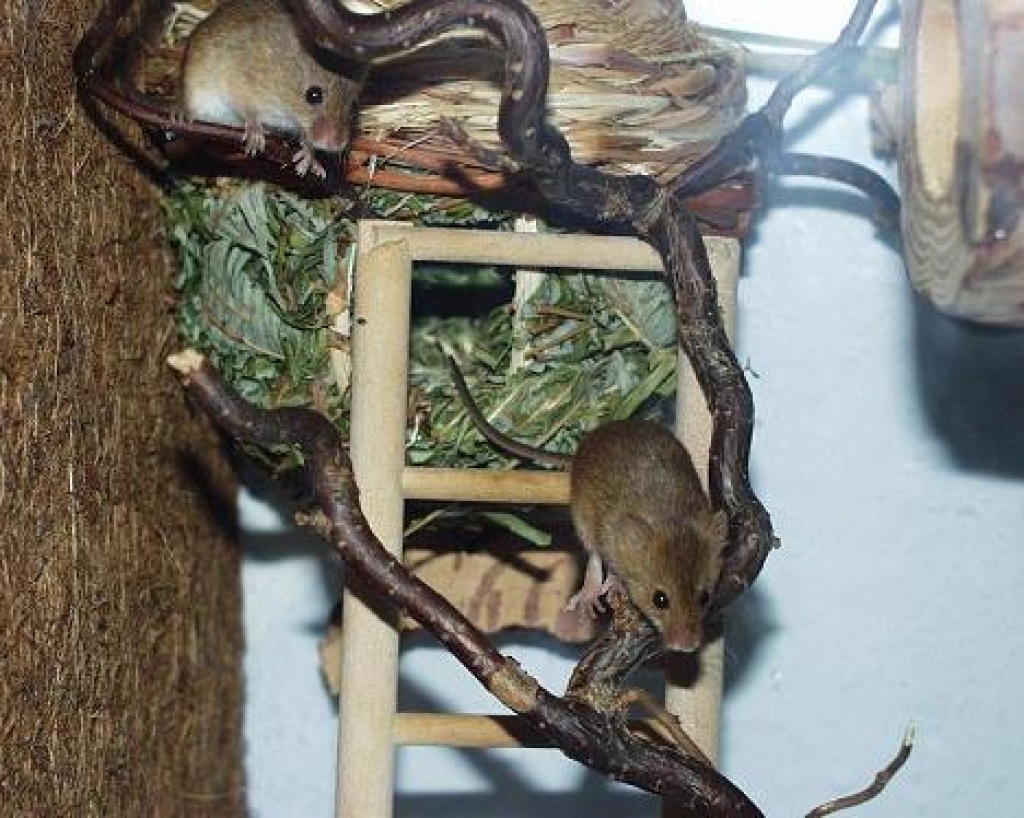 Eurasische Zwergmäuse / Micromys minutus abzugeben NZ 03/09 - Nagetiere - Hamburg