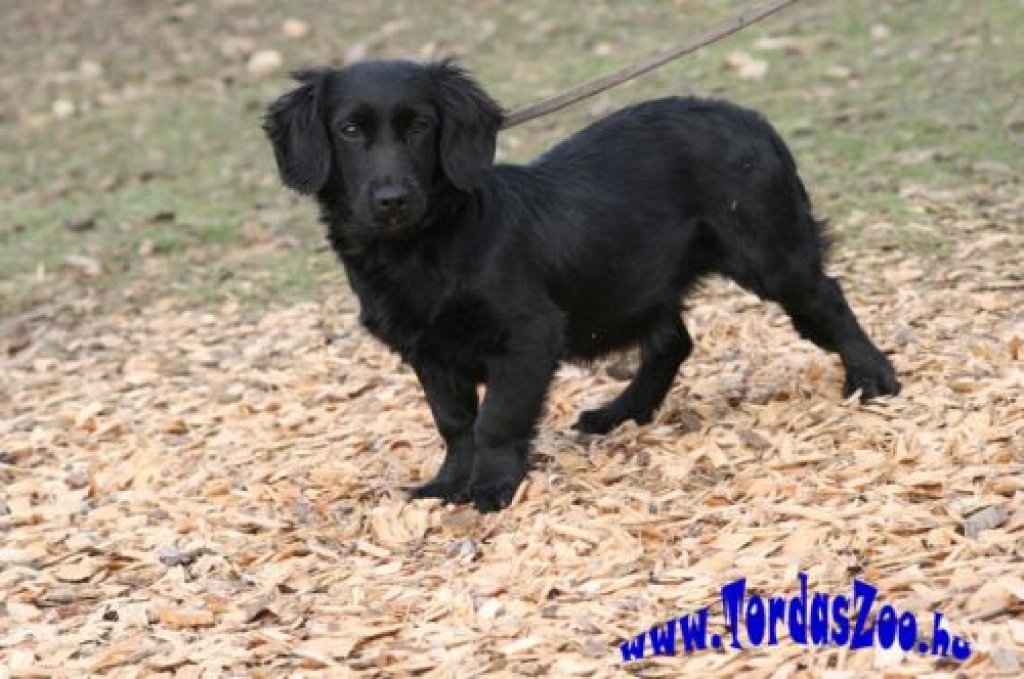 Mokka kleiner Dackel Mix - Hunde - Schutzhof Casa Animale
