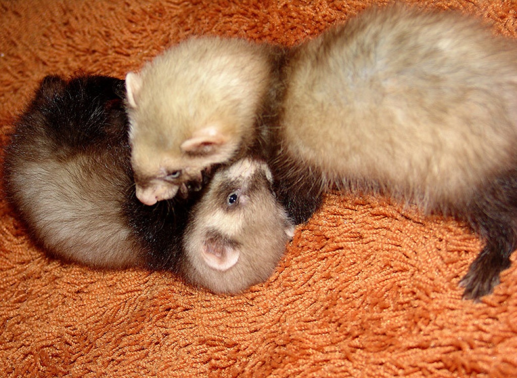 2 junge Frettchen (m) + Käfig zu verkaufen wg. Umzug - Nagetiere - Benshausen