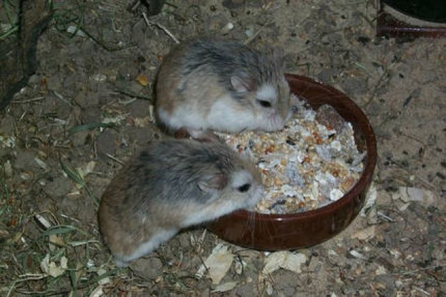 3 Roborowski Zwerghamster auf Wunsch mit Eigenheim und Einrichtung abzugeben - Hamster - Wilster
