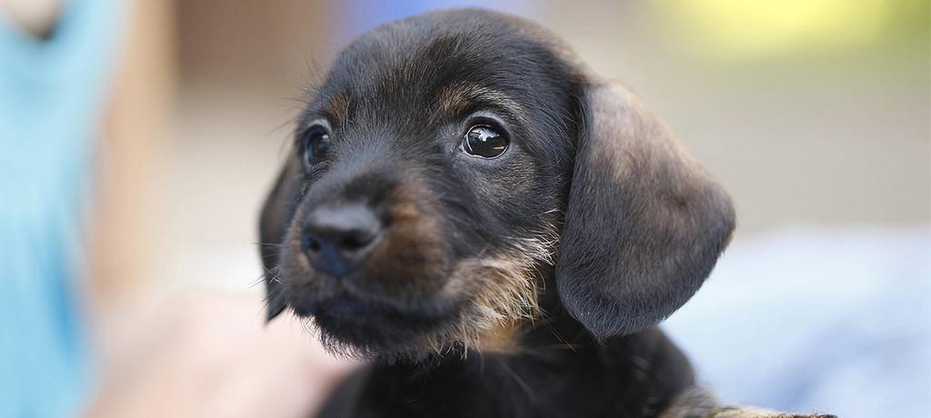 Mischlingswelpe gesucht - Hunde - Holdorf