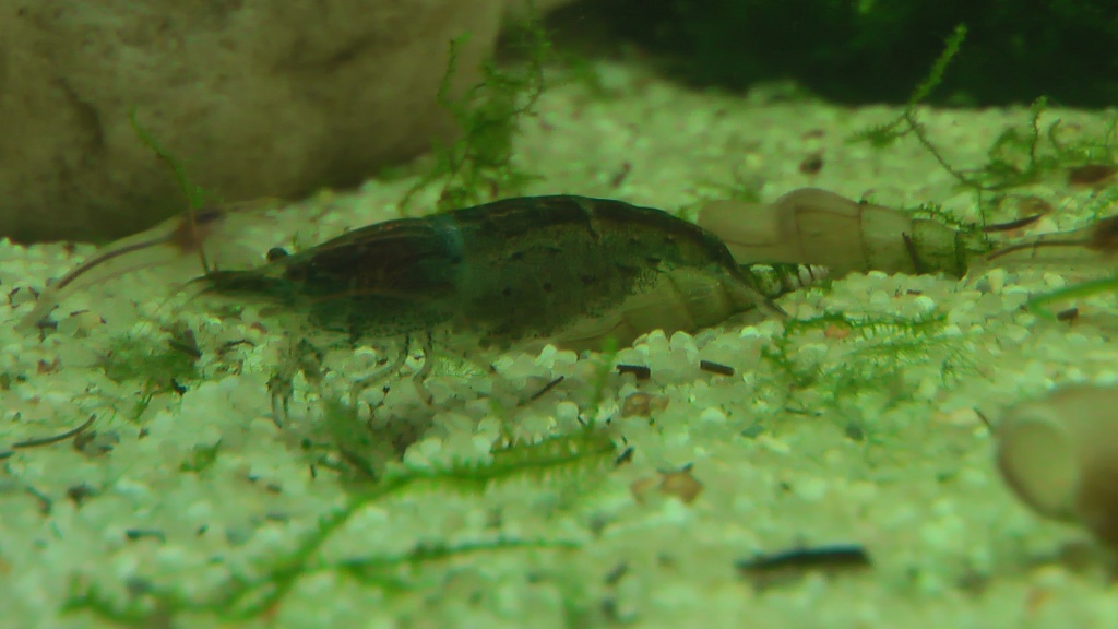 BLAUE ZWERGGARNELEN --- ZUCHTSTAMM - Fische - Berlin