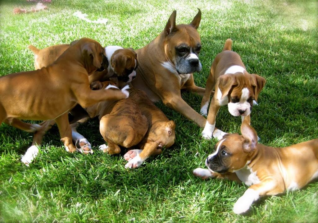 Wunderschöne Boxerwelpen suchen ein nettes zu Hause - Hunde - Marktplatz Neumünster