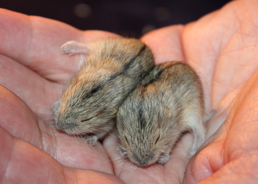 Süße Lemminge - Nagetiere - Dortmund