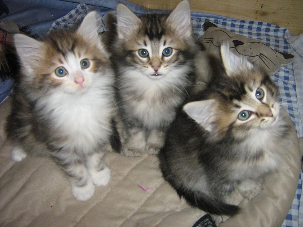 Norwegische Waldkatzenbabys Amberträgertiere! - Reptilien - Wetter Hessen
