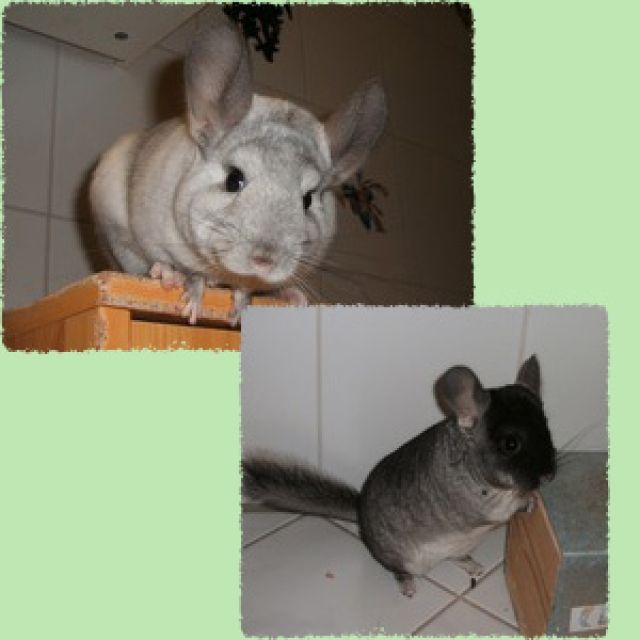 Zwei chinchilla damen abzugeben - Sonst Nagetiere - treuchtlingen