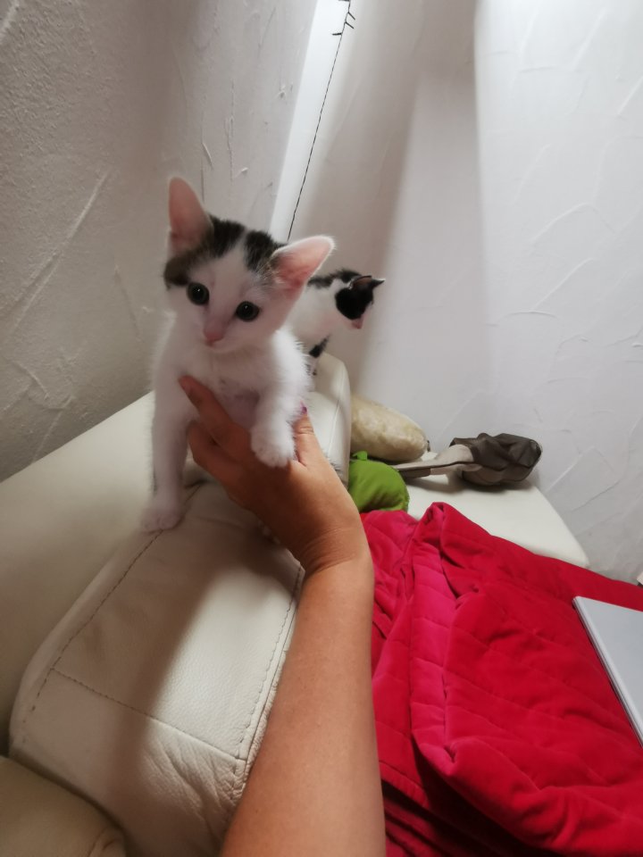 Total suesse und verspielte - Katzen - Kraiburg