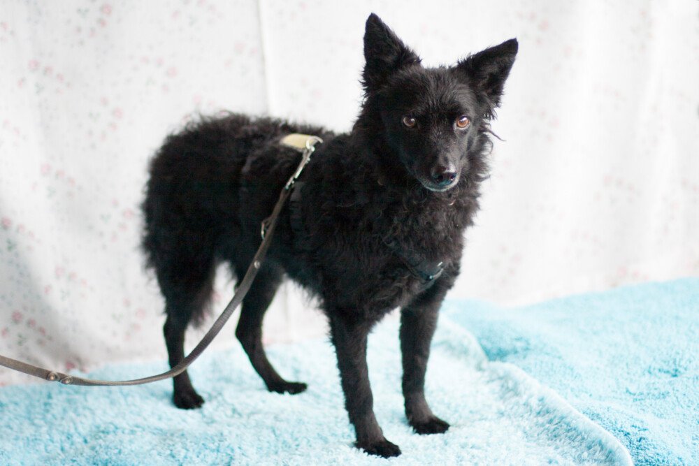 MARENA - weiblich  4 Jahre  38 cm  10 kg  Mix  Gechipt  Kastriert - Hunde - Lauf an der Pegnitz