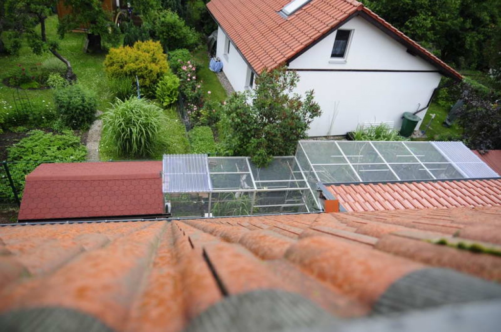 Graupapageien Paar oder je ein Einzeltier gesucht - Voegel - Berlin