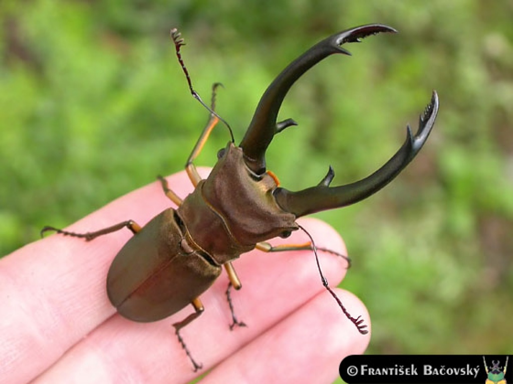 Ich habe alle Arten von Insekten, - Insekten - Berlin