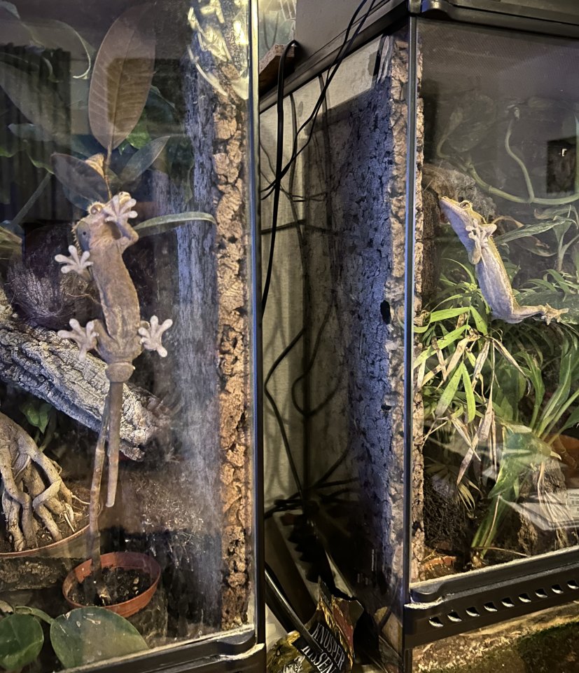 2 Kronengeckos mit Terrarium und Zubehör - Reptilien - Rendsburg