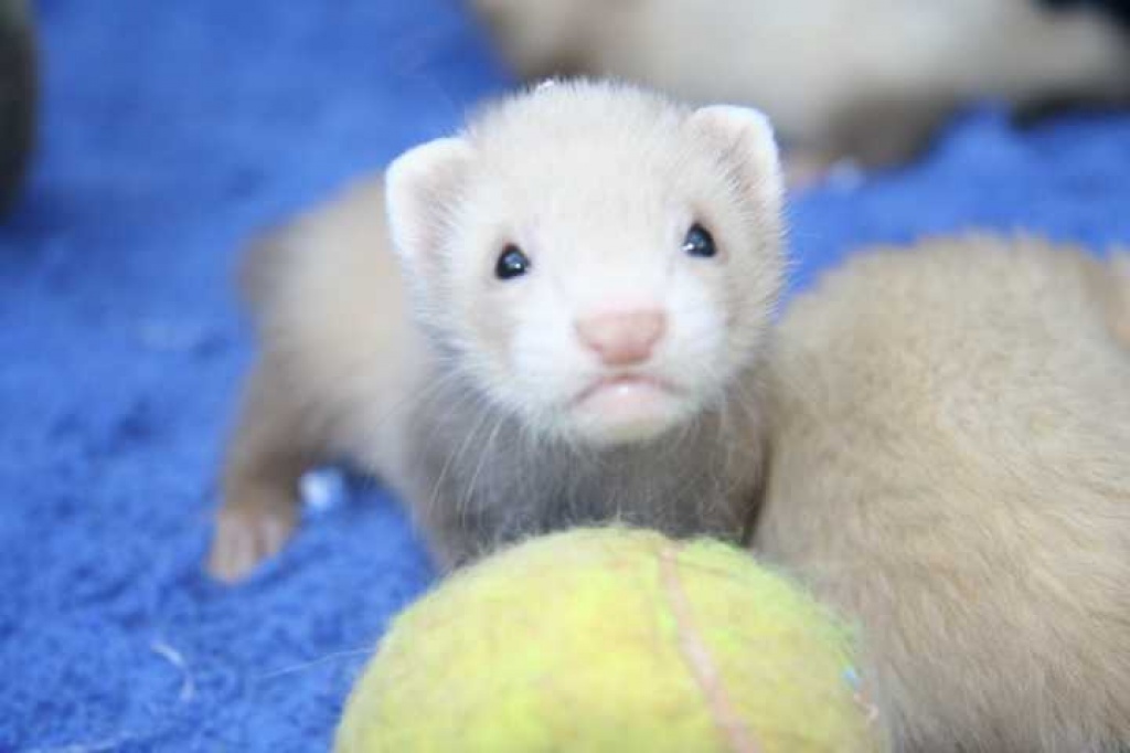 Frettchenwelpen - Nagetiere - Dorsten