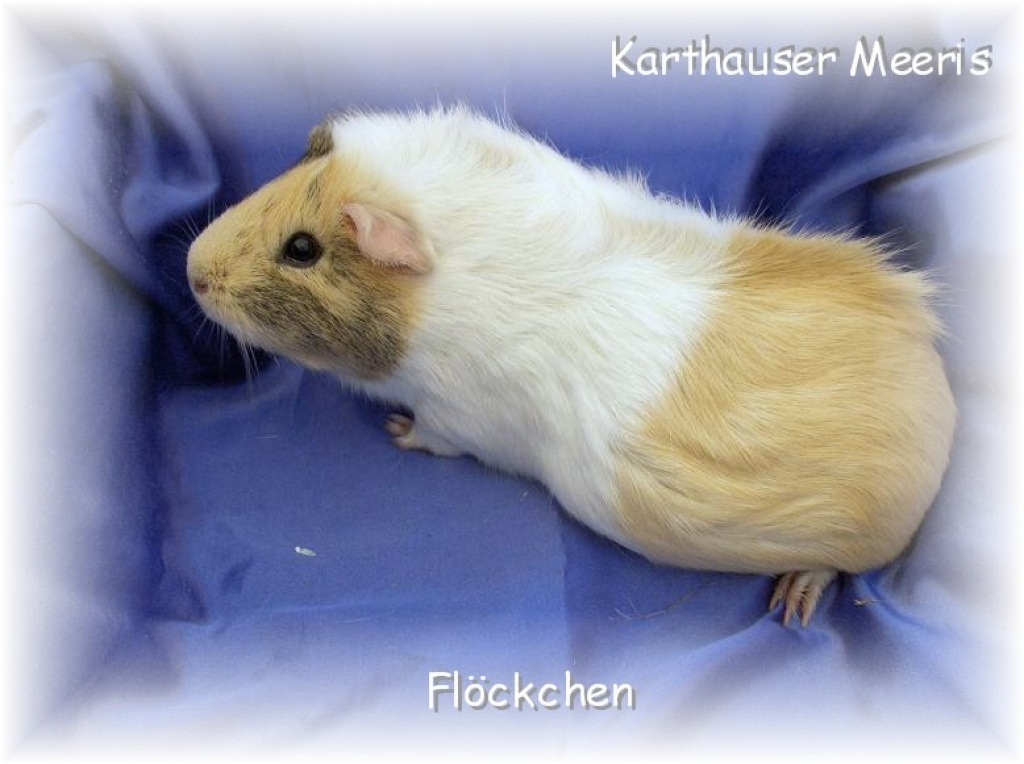 Meerschweinchen in liebe Hände abzugeben - Nagetiere - Borken