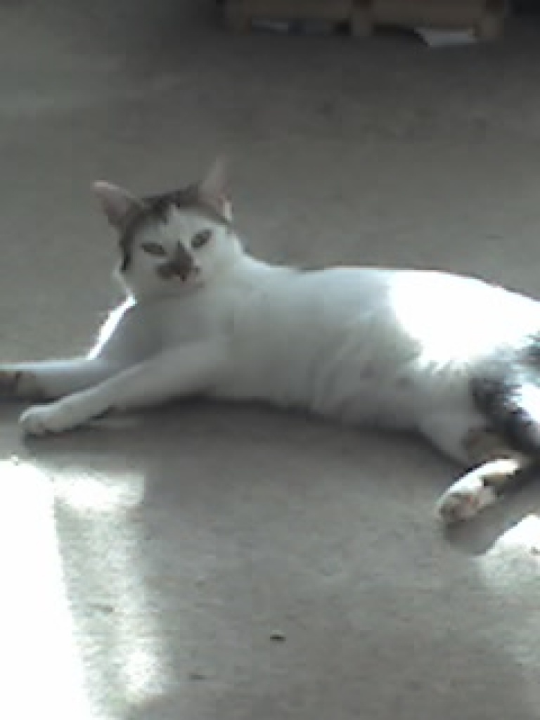 Suche einen Deckkarter im Raum Berlin - Katzen - Berlin