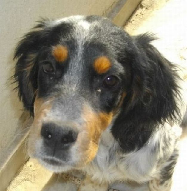 Lakis... ein Hundebaby, das durch die Hölle ging - wir brauchen Hilfe - Hunde - Hamburg