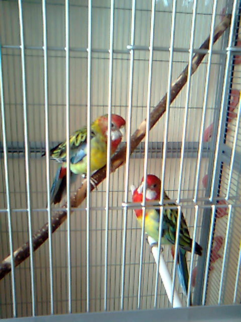 Australische Prachtrosella´s - Voegel - Witten