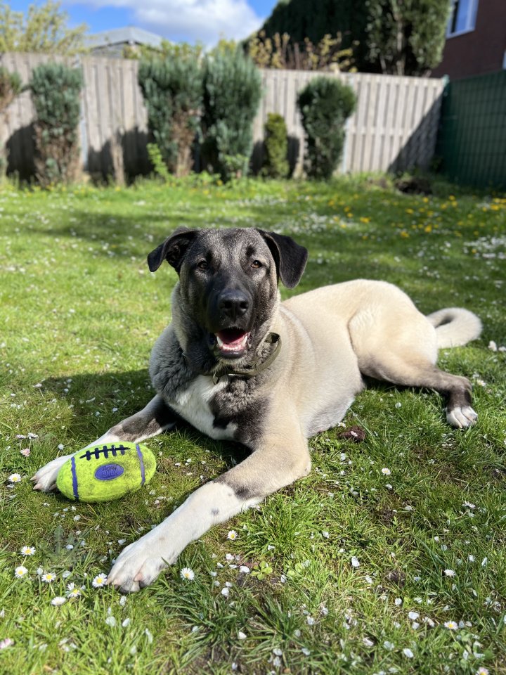 Kangal Patron sucht neues Zuhause - Hunde - Oberhausen