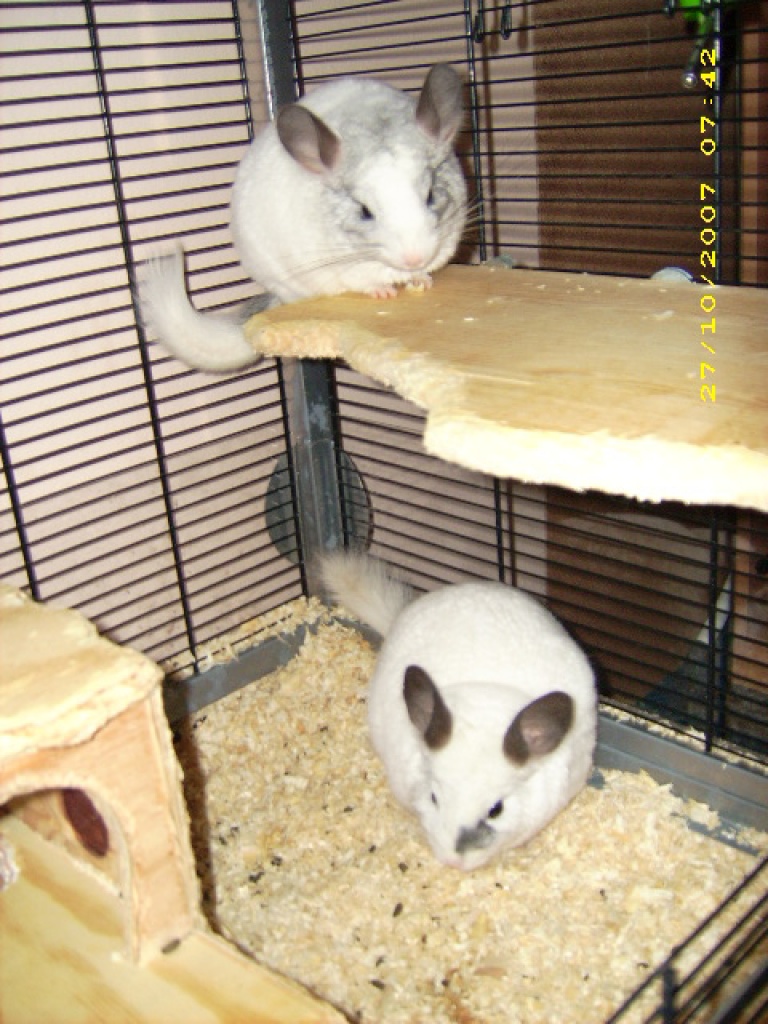 2 weiße Chinchillas Mutter+Sohn - Nagetiere - Geesthacht
