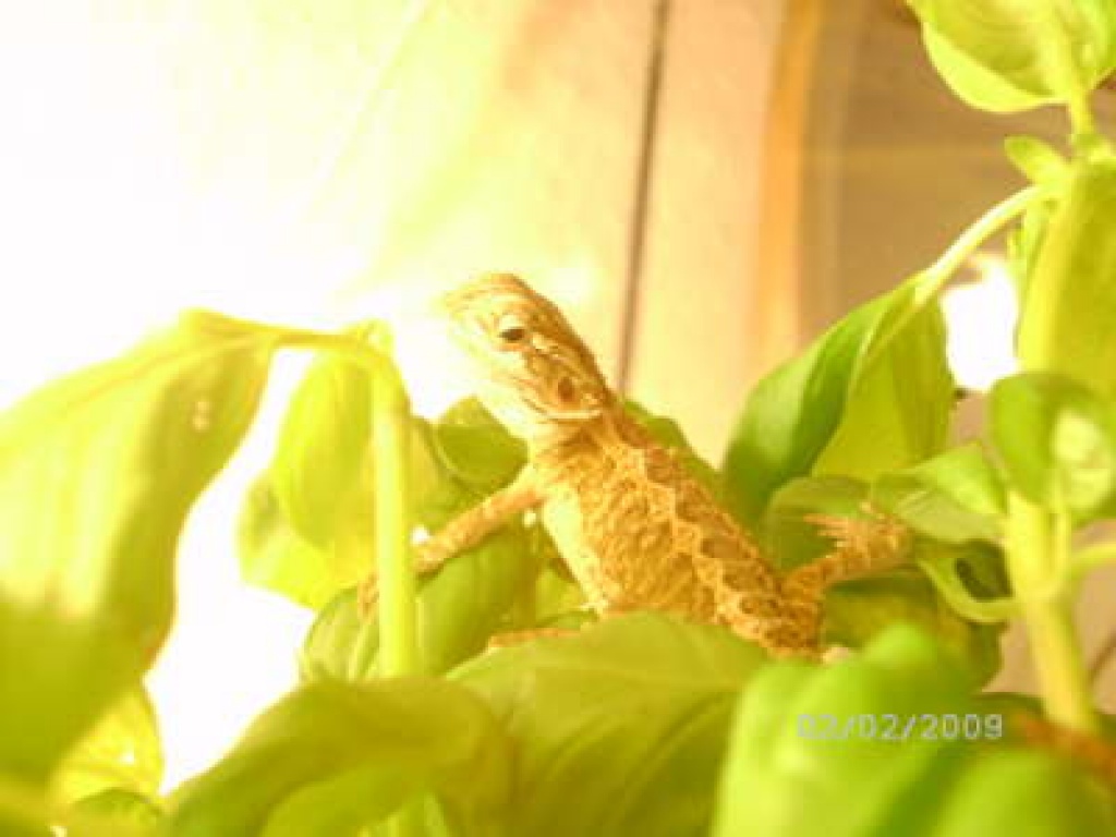 Bartagamen abzugeben - Reptilien - Kleinpaschleben