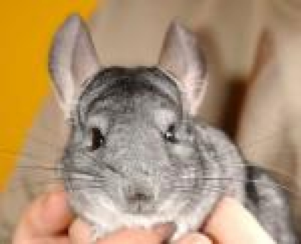 Chinchillas abzugeben - Nagetiere - Pinneberg