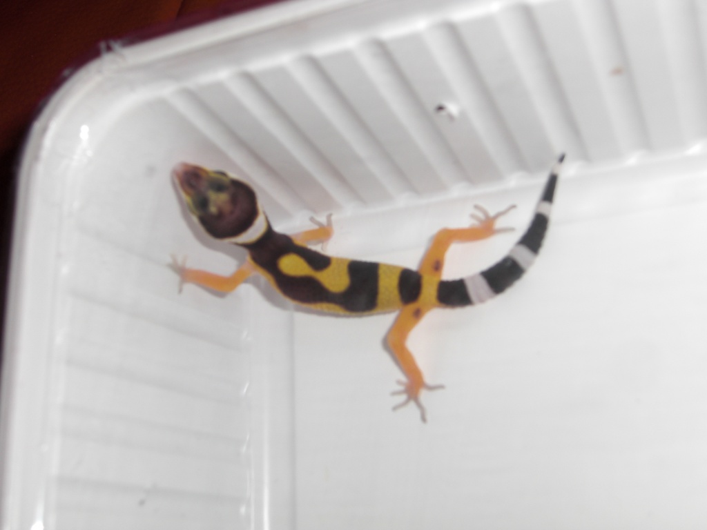 Junge Leopardgeckos - Reptilien - Dettelbach