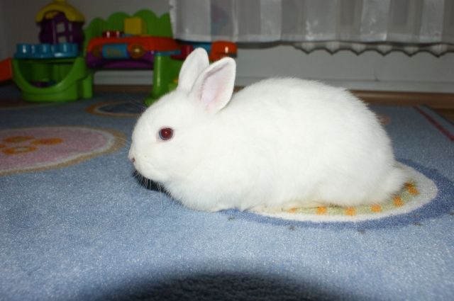 Zwergkaninchen zu Verkaufen - Hasen Kaninchen - Wuppertal