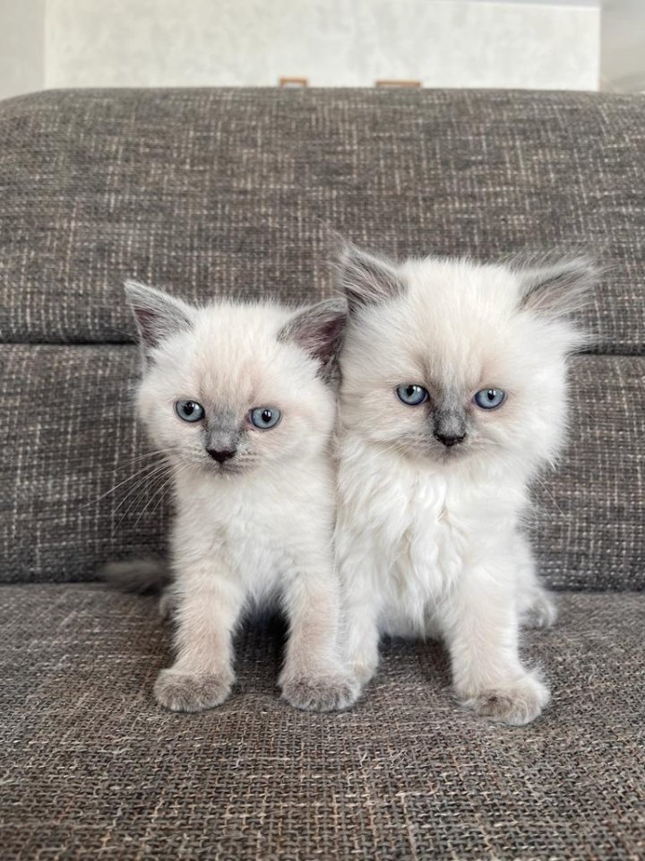 Britisch Kurzhaar Kitten - Katzen - Contwig