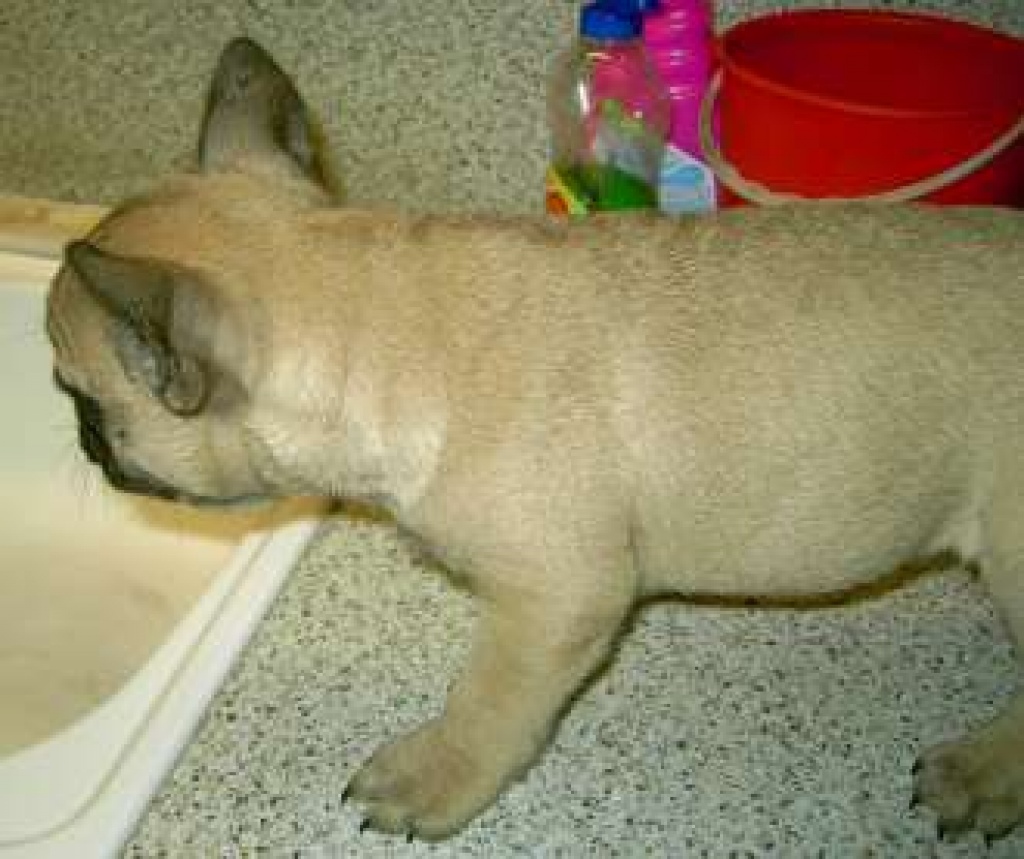 Französische Bulldoggen - Hunde - Müncheberg