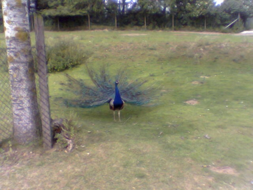 Blaue pfauenhenne - Voegel - Bröbberow
