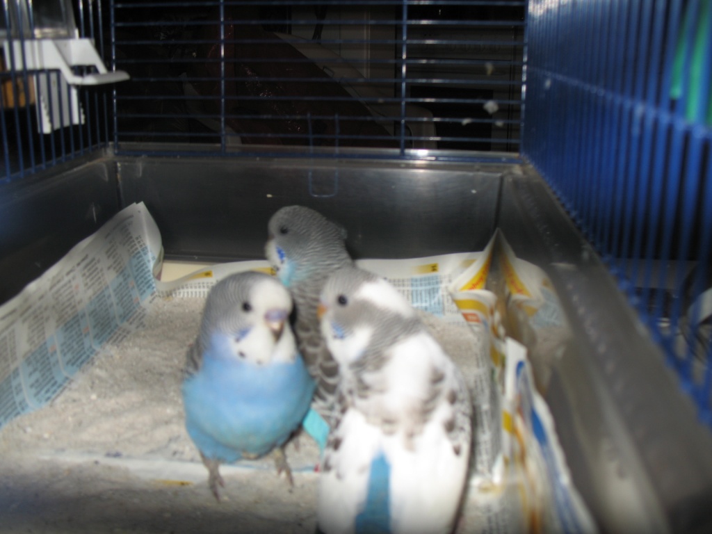 Verspielte und nestjunge Wellensittiche - Tierboersen - Hamburg