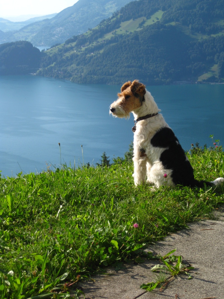 Hundebetreuung im Urlaub 2021 Krefeld NRW - Hunde - Krefeld