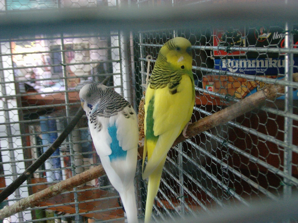 2 Wellis in Münster-Westfalen in gute Hände abzugeben!!!! - Tierboersen - Münster