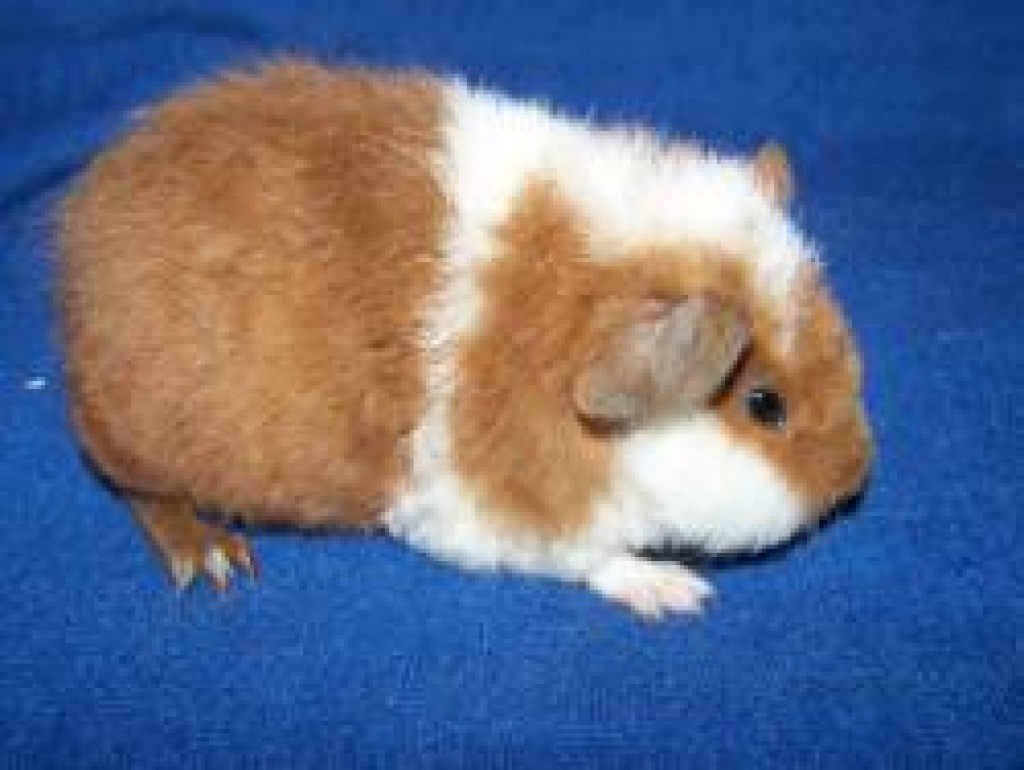 Schöne US-Teddys - Nagetiere - Springe