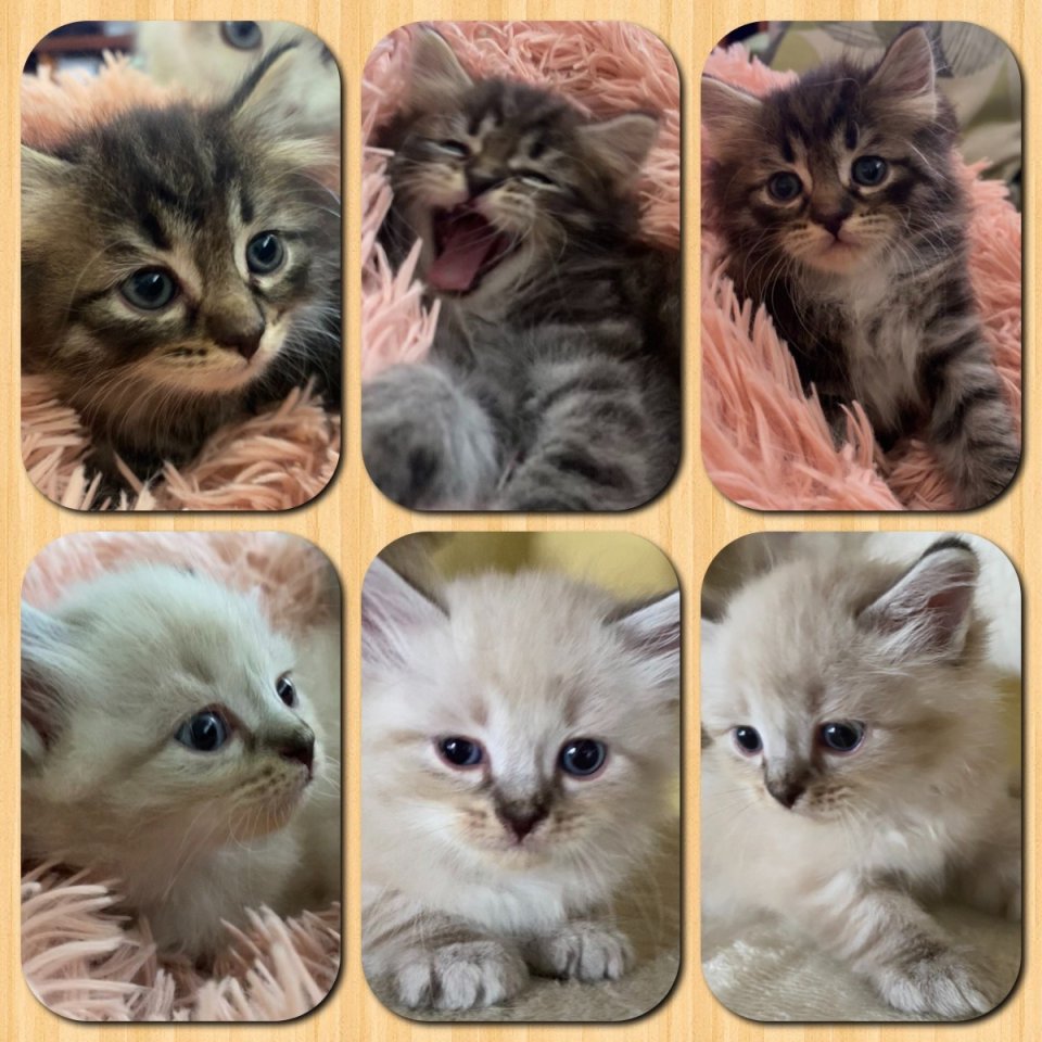 Reinrassige Sibirische und Neva Masquarade Kitten - Katzen - Bayern - Pfaffenhofen a. d. Roth