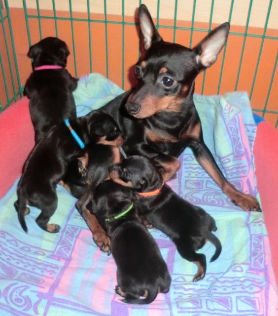 Zwergpinscher welpen - Hunde - Wuppertal