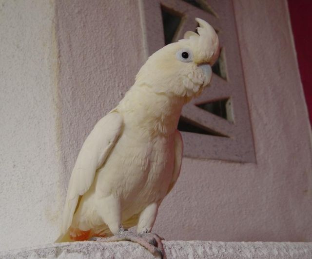 Rotsteißkakadu - Voegel - Happurg