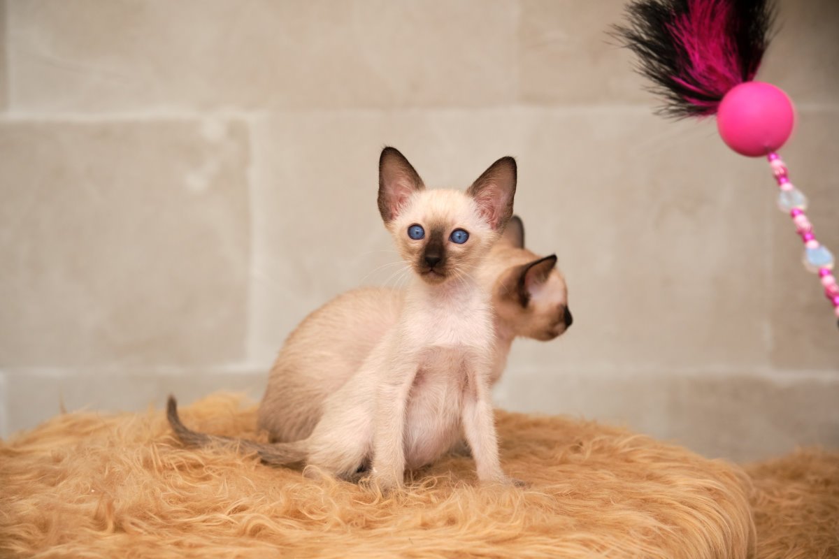 Siamkitten von unserer THAIMAHAL ENGEL in den Farben seal point und chocolate po - Katzen - Raunheim